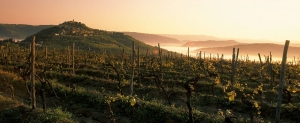Self-Guided Multi-Day Tour Through Istrian Wine Roads