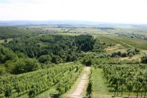 Croatian Bike Routes: Kutjevo Vineyards in Požega Valley