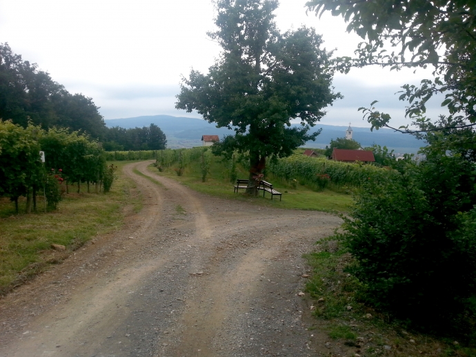 Croatian Bike Routes: Bike and Wine Požega-Pleternica